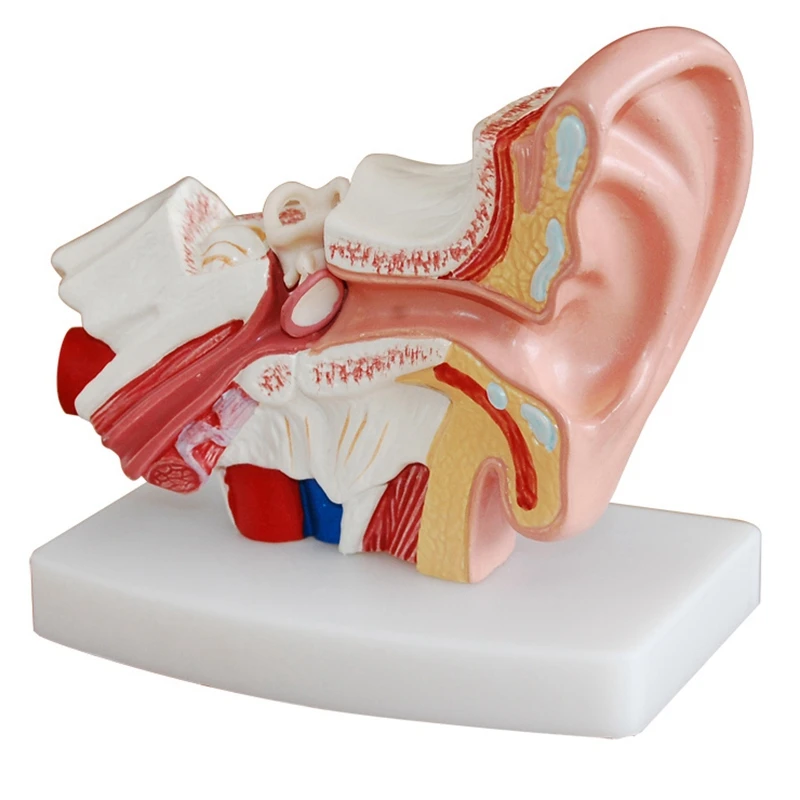 1,5-Krát Ľudské Ucho Anatómie Model Ukazuje Orgánov Štruktúry Centrálnych a Externých Uši Spotrebný materiál na Vyučovanie