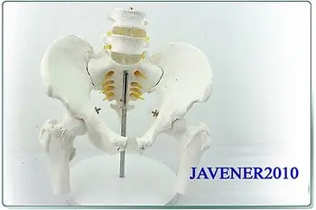 1:1 Človeka Anatomické Panvy Bedrovom Stavci Lekárske Model Nohu Kostí +Stojan